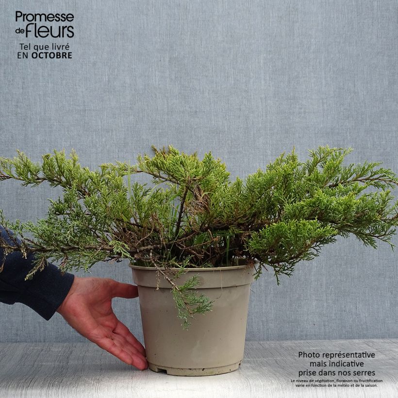 Exemplar von Juniperus sabina Rockery Gem - Genévrier sabine                   Pot de 4L/5L wie im Herbst geliefert