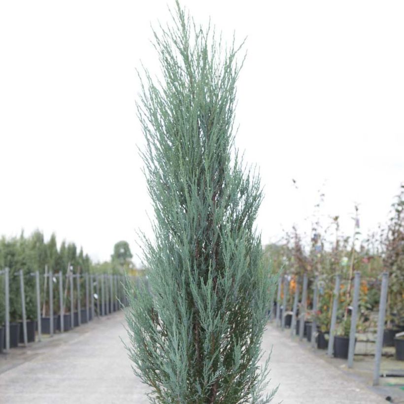 Juniperus scopulorum Blue Arrow (Hafen)