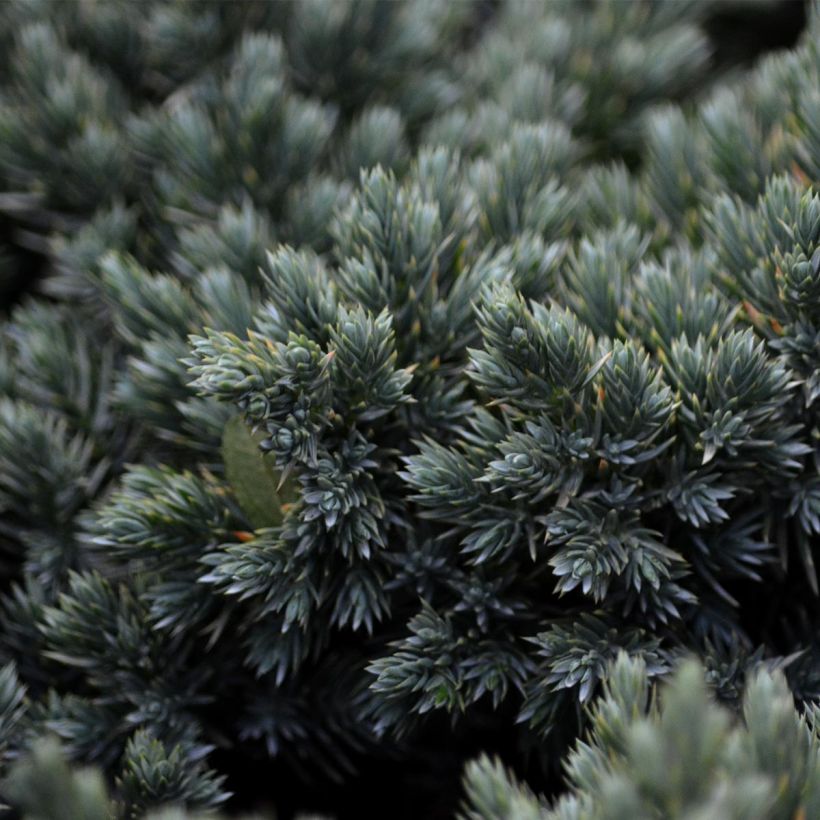 Juniperus squamata Blue Star (Laub)