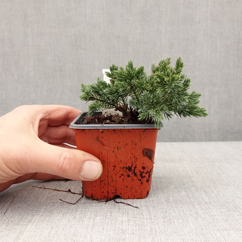 Exemplar von Juniperus squamata Blue Star - Genévrier écailleux - Godet de 8/9 cm wie im Winter geliefert