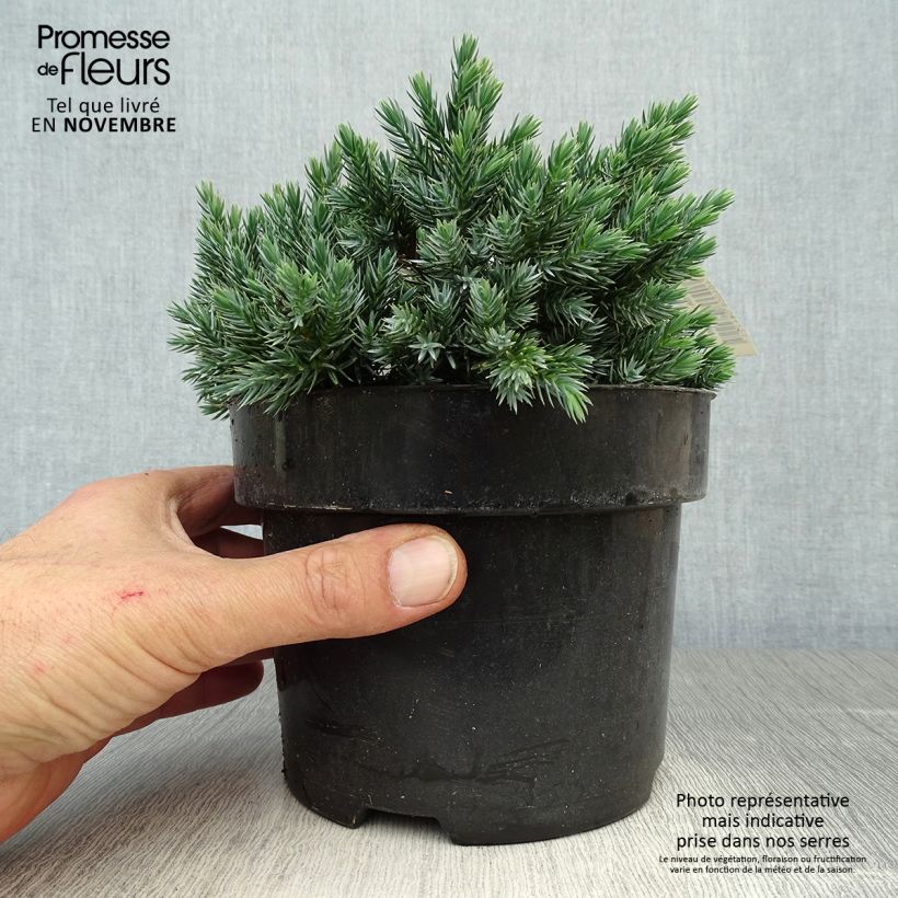 Exemplar von Juniperus squamata Blue Star - Pot de 2L wie im Herbst geliefert