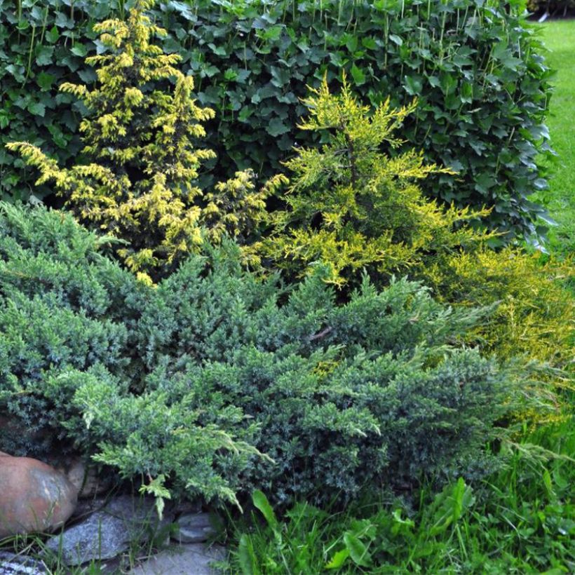 Juniperus squamata Blue Swede (Hafen)