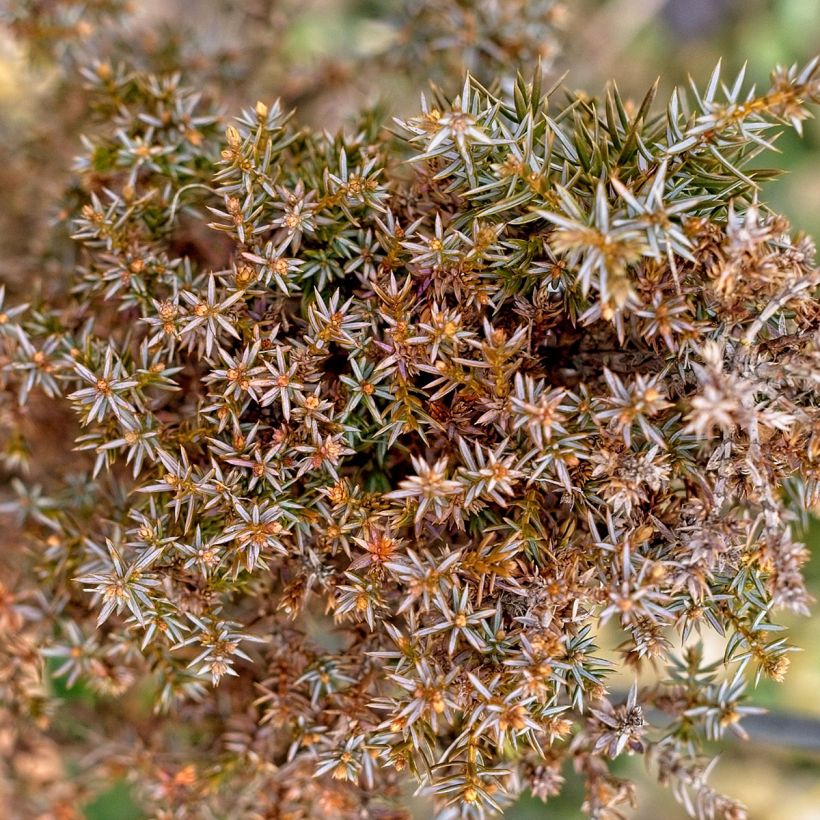 Juniperus communis Hibernica (Laub)