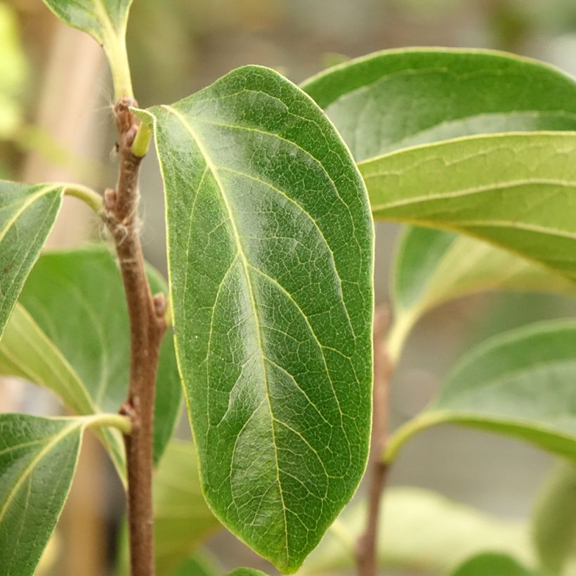 Kaki-Pflaume Fuyu - Diospyros kaki (Laub)