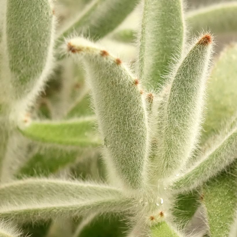 Kalanchoe tomentosa - Panda-Pflanze (Laub)