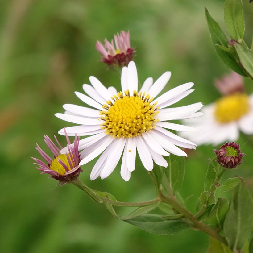 Schönaster Madiva - Kalimeris incisa (Blüte)