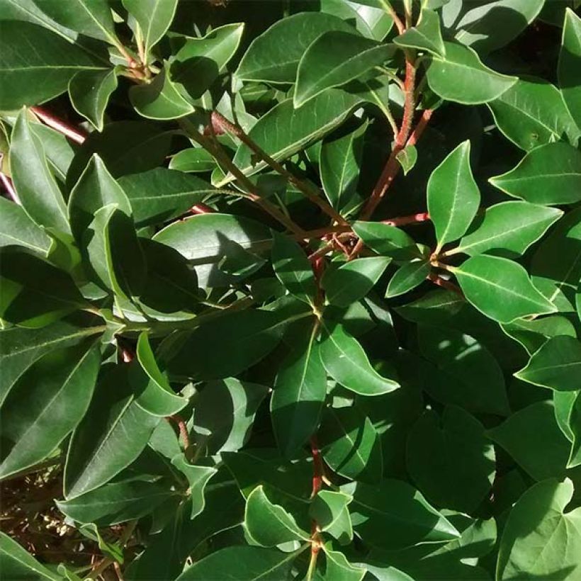 Lorbeerrose - Kalmia latifolia (Laub)