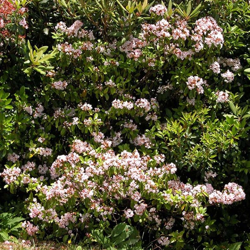 Lorbeerrose Freckles - Kalmia latifolia f. fuscata (Hafen)