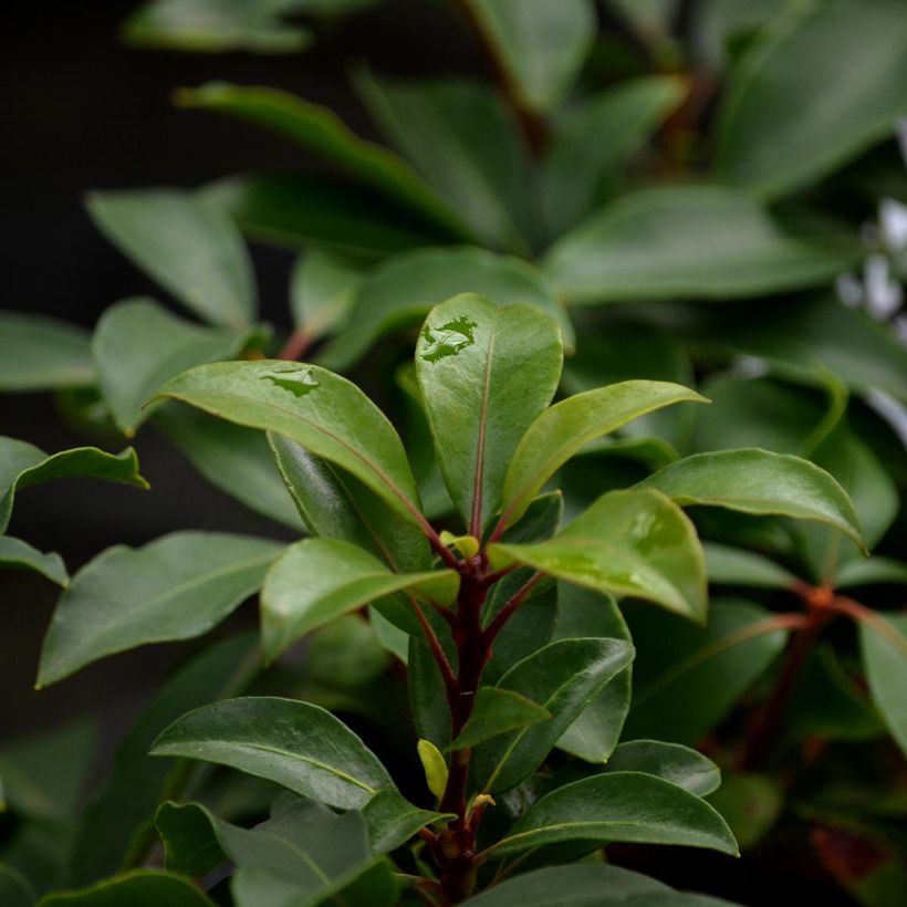 Lorbeerrose Heart's Desire - Kalmia latifolia (Laub)