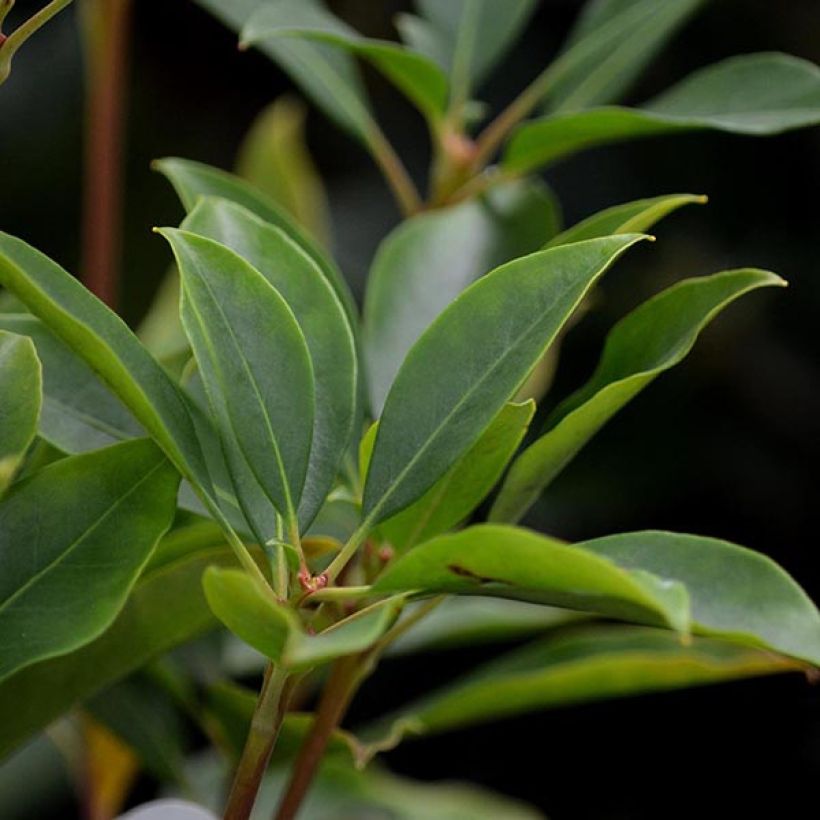 Lorbeerrose Latchmin - Kalmia latifolia (Laub)