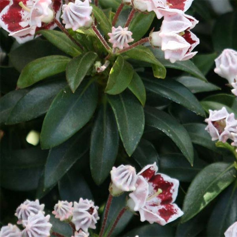 Lorbeerrose Minuet - Kalmia latifolia (Laub)