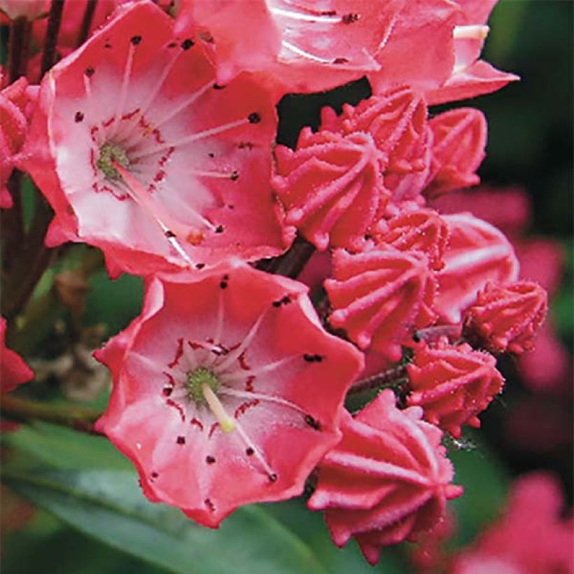 Lorbeerrose Pinkobello - Kalmia latifolia (Blüte)