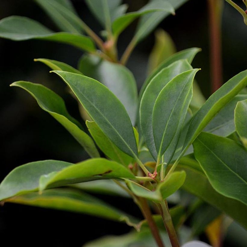 Lorbeerrose Tad - Kalmia latifolia (Laub)