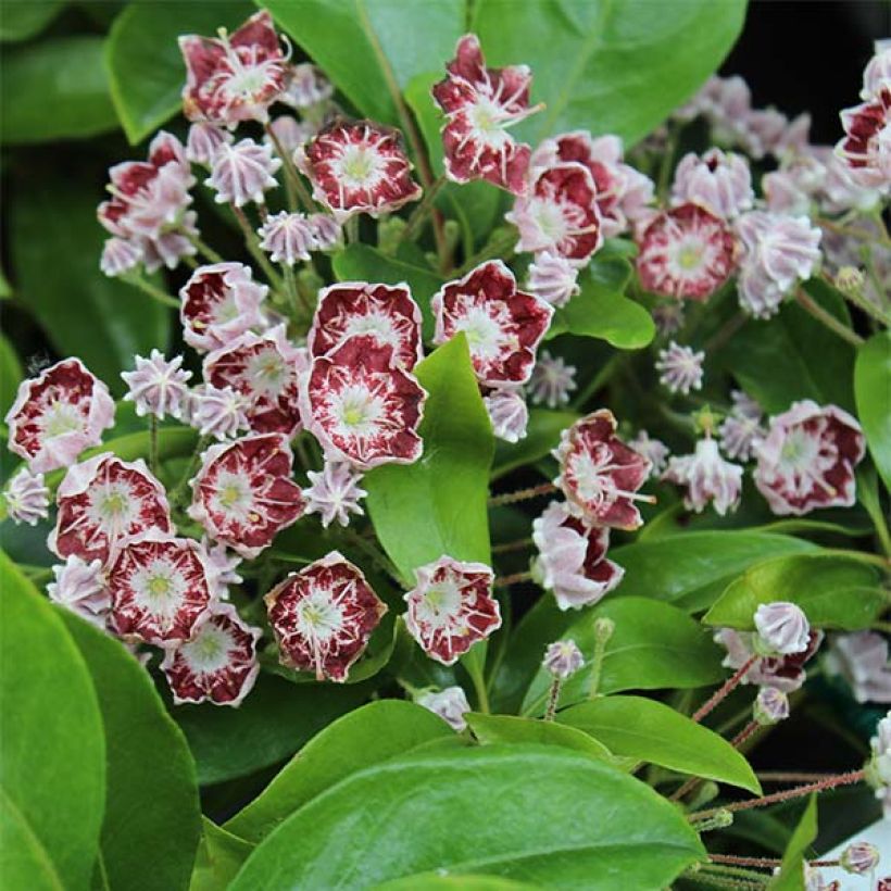 Lorbeerrose Tad - Kalmia latifolia (Blüte)