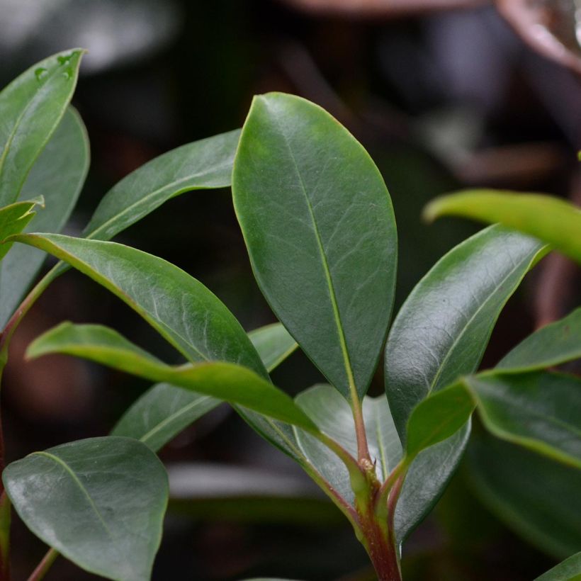 Lorbeerrose You Can - Kalmia latifolia (Laub)