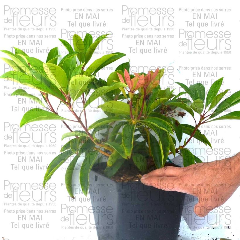 Beispiel eines Exemplars von Kalmia latifolia You Can - Laurier des montagnes en camaieu de rose Pot de 2L/3L wie geliefert