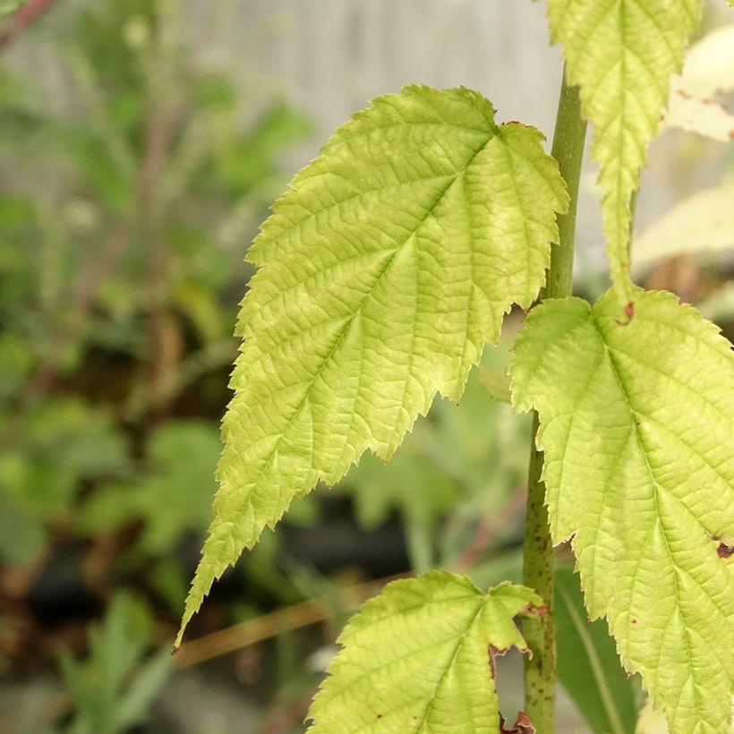 Goldröschen Golden Guinea - Kerria japonica (Laub)