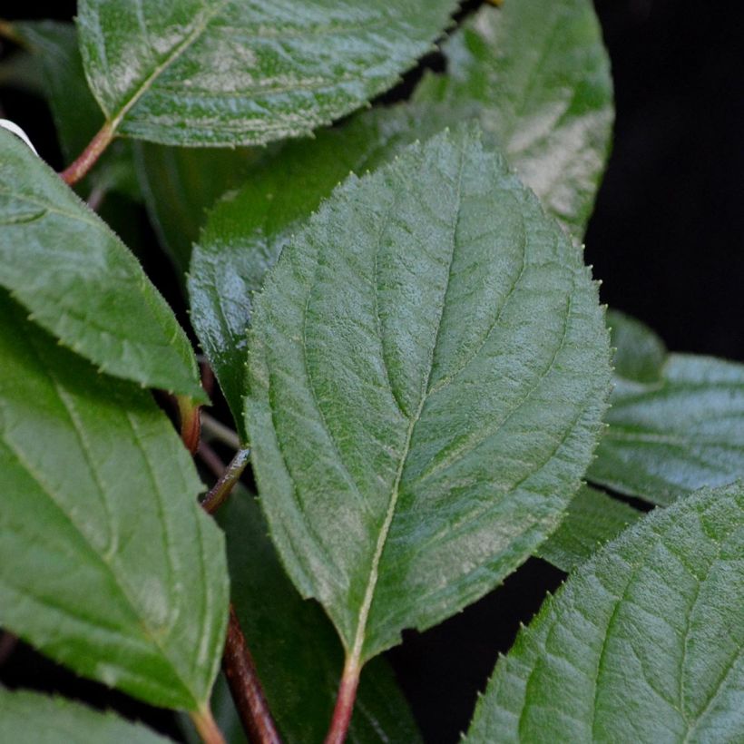 Goldröschen Pleniflora - Kerria japonica (Laub)