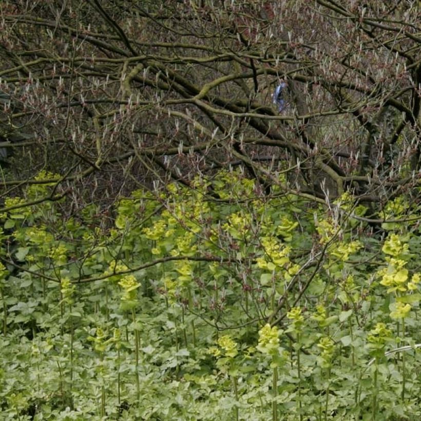 Kirengeshoma palmata - Wachsglocke (Hafen)