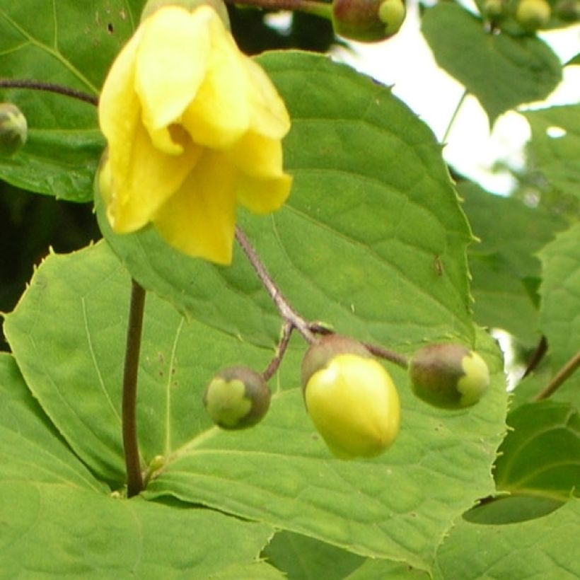 Kirengeshoma palmata - Wachsglocke (Blüte)