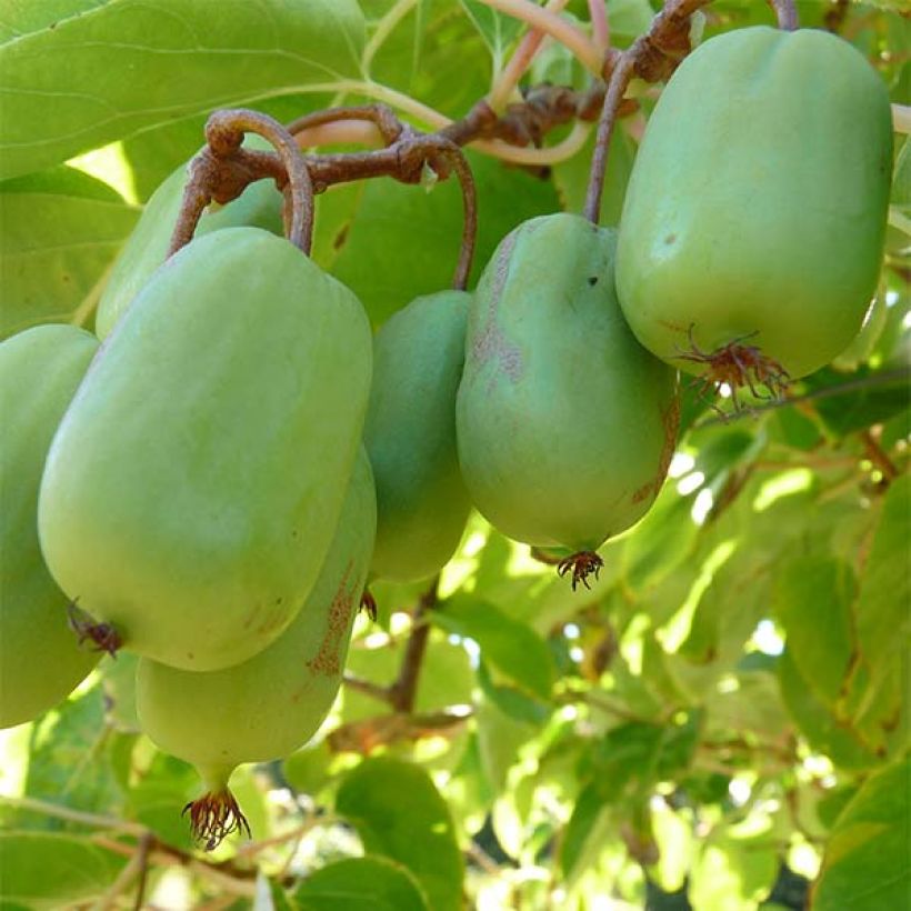 Actinidia arguta Ambrosia (Weiblich) - Zwerg Kiwi (Ernte)