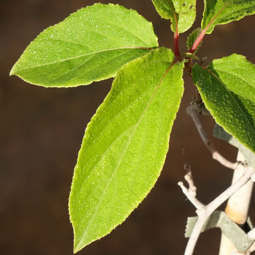 Actinidia arguta Weima - Zwerg Kiwi (Laub)