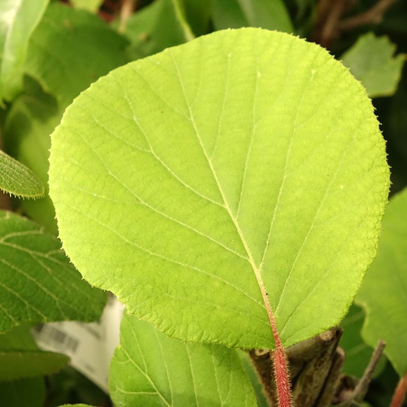 Actinidia deliciosa Kiwidoo (Weiblich) - Chinesischer Strahlengriffel (Laub)