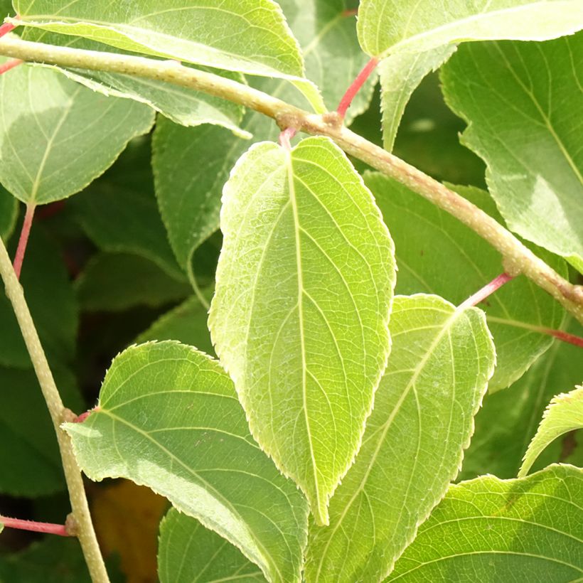 Actinidia arguta Pink Jumbo - Zwerg Kiwi (Laub)