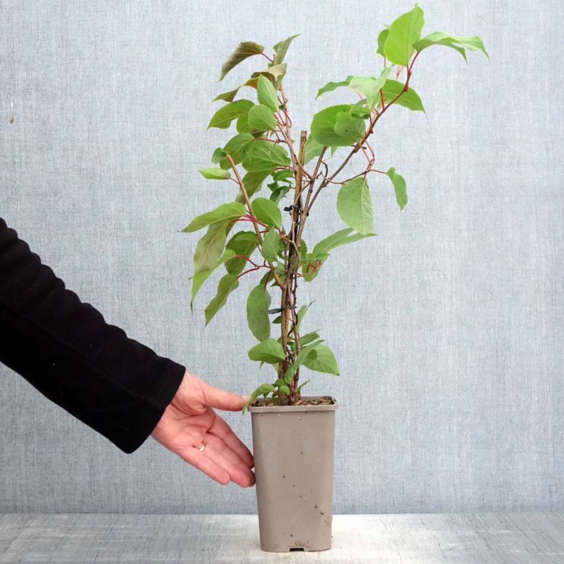 Exemplar von Actinidia arguta Pink Jumbo - Zwerg Kiwi Topf mit 1,5L/2LGelieferte Höhe ca. 20/30cm wie im Frühjahr geliefert