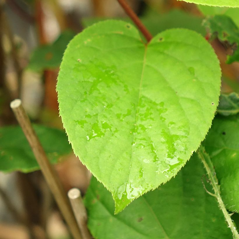 Actinidia arguta Geneva (Weiblich) - Zwerg Kiwi (Laub)