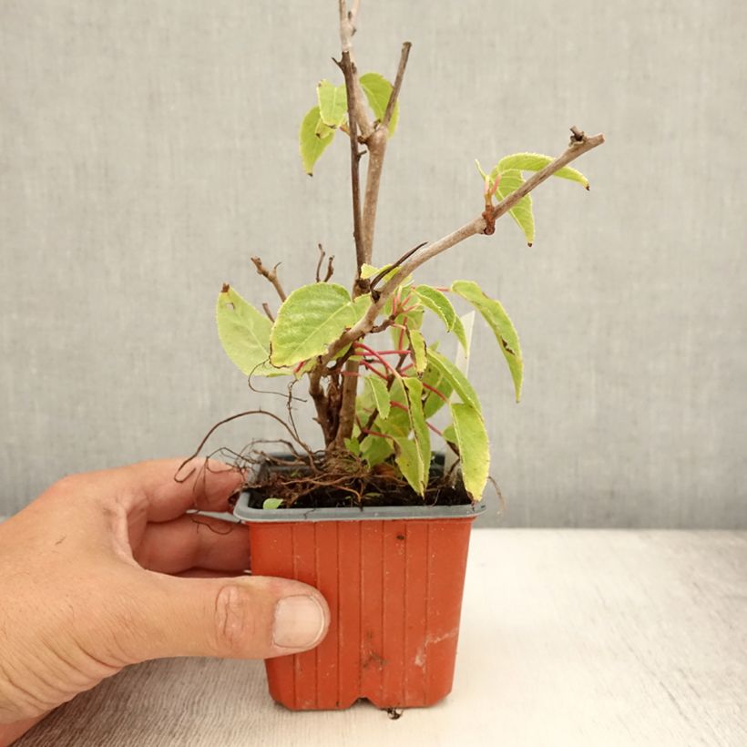 Exemplar von Kiwi arguta Ken's Red (femelle) - Kiwai - Actinidia arguta en godet de 9cm wie im Sommer geliefert