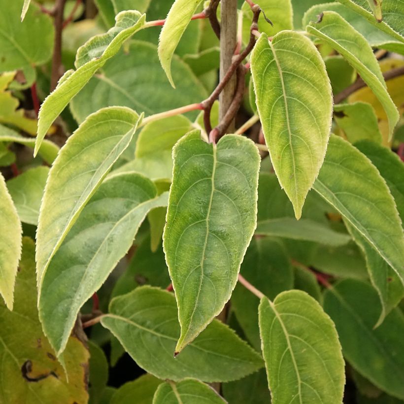 Actinidia arguta Ken's Red - Zwerg Kiwi (Laub)