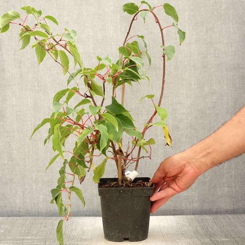 Exemplar von Actinidia arguta Ken's Red - Zwerg Kiwi Topf mit 1,5L/2LGelieferte Höhe ca. 40/60cm wie im Sommer geliefert