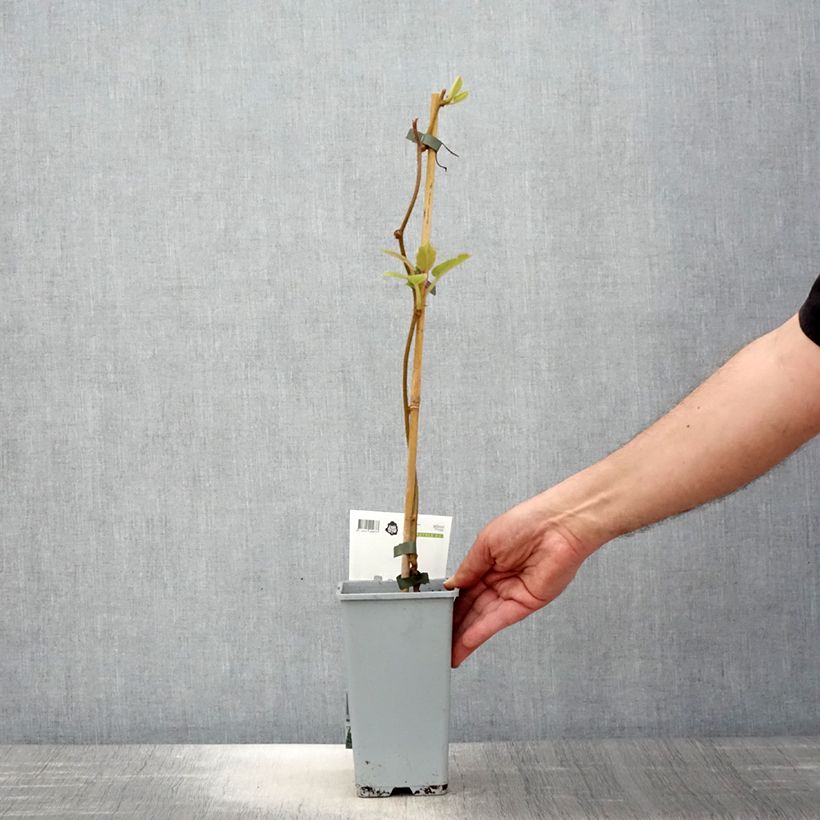 Exemplar von Actinidia deliciosa Boskoop - Chinesischer Strahlengriffel Topf mit 1,5L/2LGelieferte Höhe ca. 30/40cm wie im Frühjahr geliefert