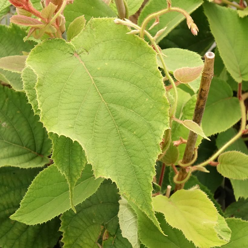 Actinidia deliciosa Boskoop - Chinesischer Strahlengriffel (Laub)