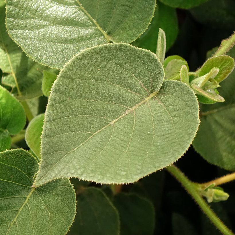 Actinidia chinensis Minkigold - Chinesischer Strahlengriffel (Laub)