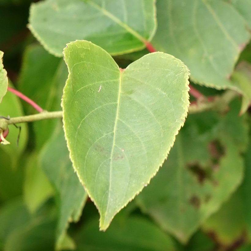 Actinidia arguta Bingo (Weiblich) - Zwerg Kiwi (Laub)