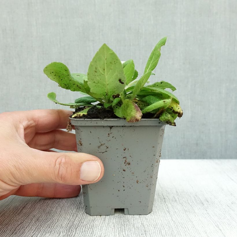 Exemplar von Knautia macedonica Mars Midget - Petite scabieuse Godet de 9cm wie im Herbst geliefert