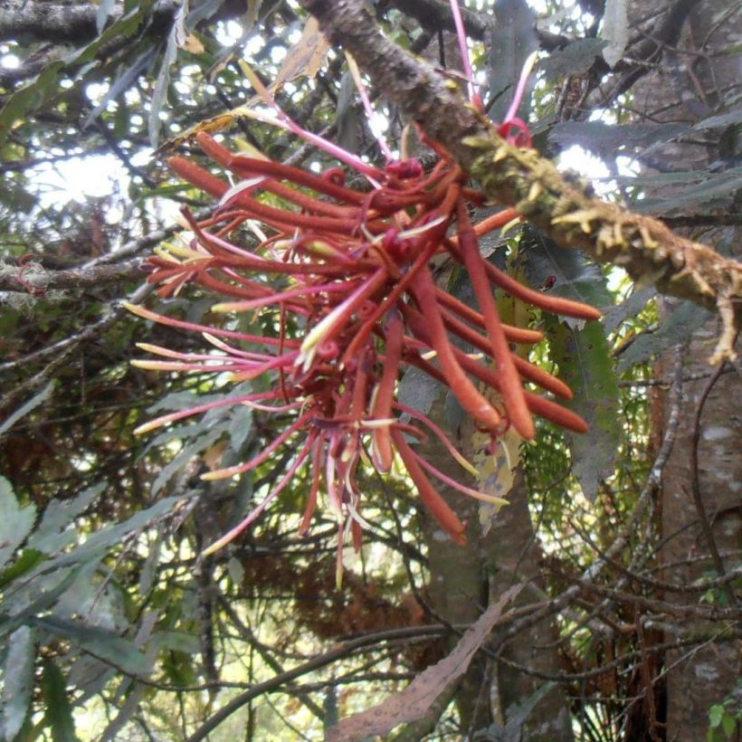 Knightia excelsa - Knightia (Blüte)