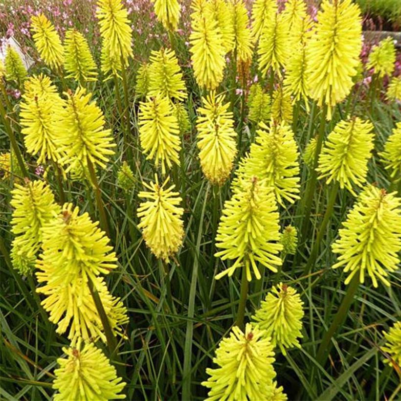 Fackellilie Dorset Sentry - Kniphofia (Blüte)