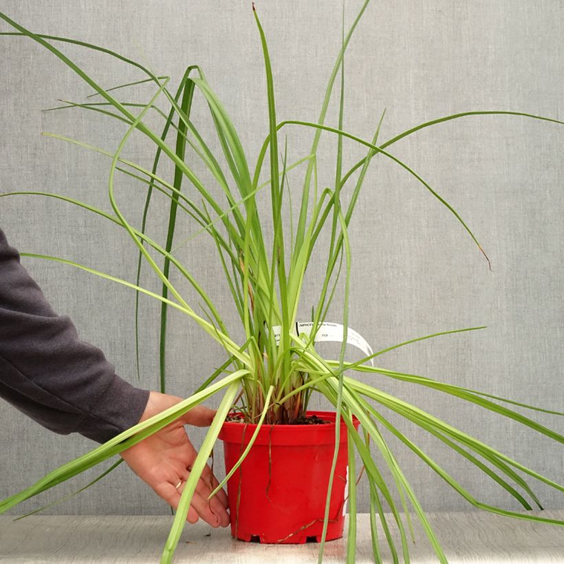 Exemplar von Kniphofia uvaria Nobilis - Tritoma géant - Pot de 3L/4L wie im Sommer geliefert