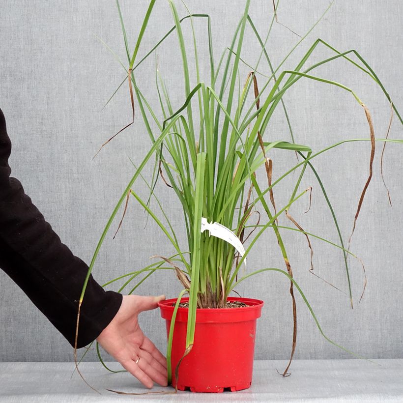 Exemplar von Garten-Fackellilie Nobilis - Kniphofia uvaria Topf mit 3L/4L wie im Winter geliefert