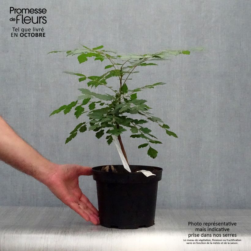 Exemplar von Koelreuteria paniculata - Savonnier de Chine en pot de 3L/4L wie im Herbst geliefert