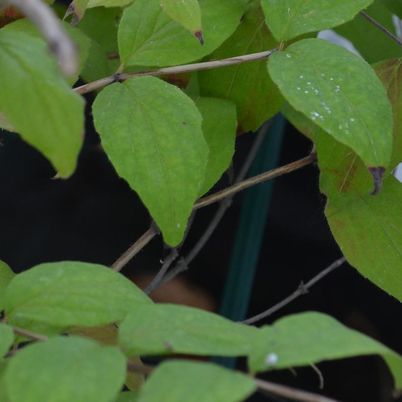 Kolkwitzia amabilis - Scheinweigelie (Laub)