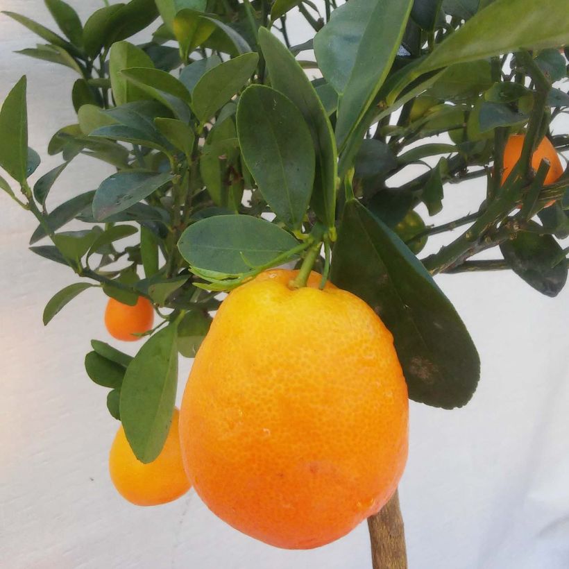 Kumquat obovata - Citrus japonica (Ernte)