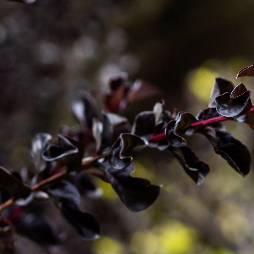 Chinesische Kräuselmyrte Black Diamond Lavender Lace - Lagerstroemia (Laub)