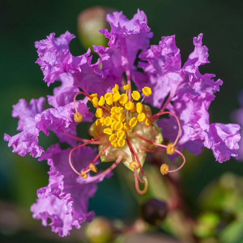 Chinesische Kräuselmyrte Black Diamond Lavender Lace - Lagerstroemia (Blüte)