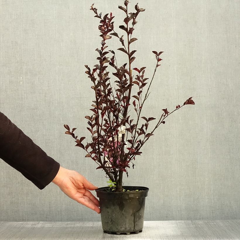 Exemplar von Lagerstroemia indica Black Solitaire (Black Diamond) Purely Purple - Lilas des Indes Pot de 3L/4L wie im Herbst geliefert