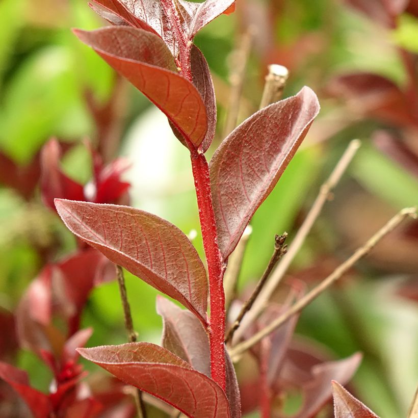 Chinesische Kräuselmyrte Black Solitaire Purely Purple - Lagerstroemia (Laub)