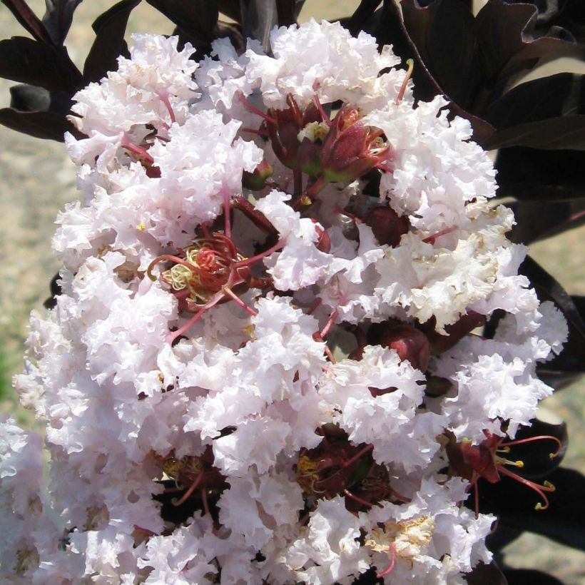 Chinesische Kräuselmyrte Black Solitaire Blush - Lagerstroemia (Blüte)